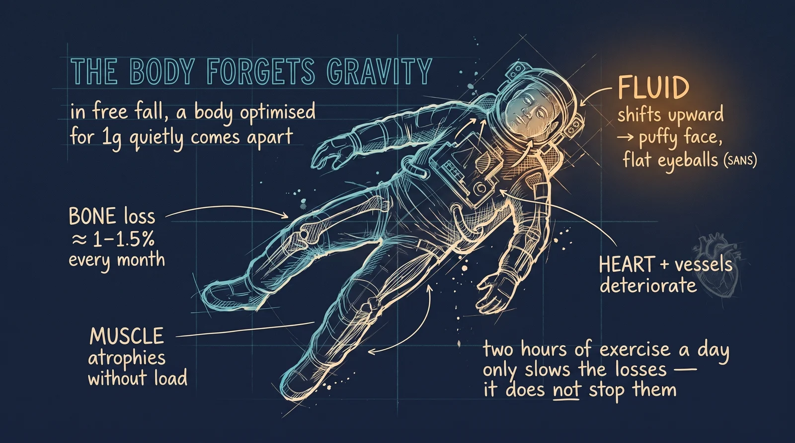 A body optimised for one gravity quietly comes apart in free fall: bone drains at around one percent a month, muscle wastes, fluid pools in the head and flattens the back of the eye. Two hours of exercise a day only slows the losses — no one has made them stop.